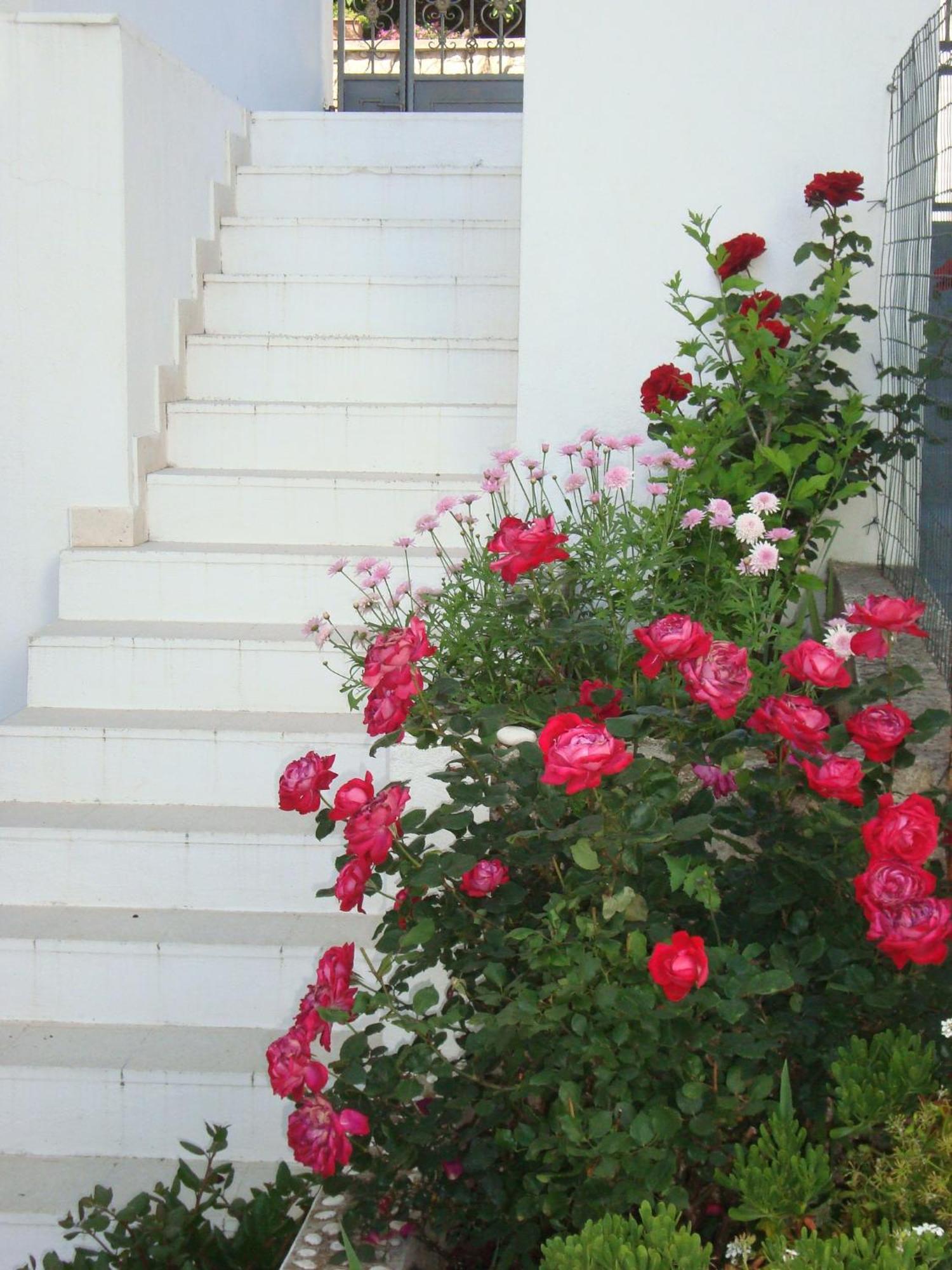 Guesthouse Iva Hvar Town Buitenkant foto